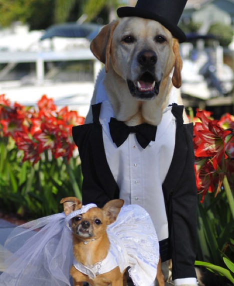 Noivas, pet no casamento.